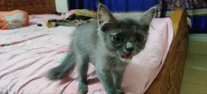 1-3 Months Female Mixed Breed Cat