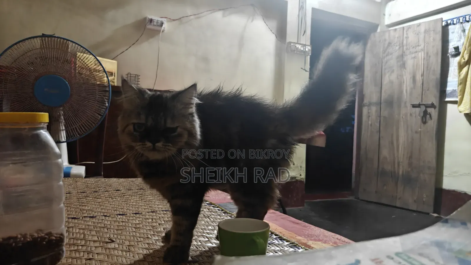 ৩-৬ মাসের মহিলা খাঁটি পার্সিয়ান বিড়াল