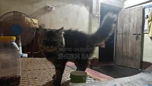৩-৬ মাসের মহিলা খাঁটি পার্সিয়ান বিড়াল
