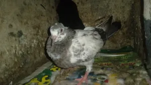Giribazz Pigeon