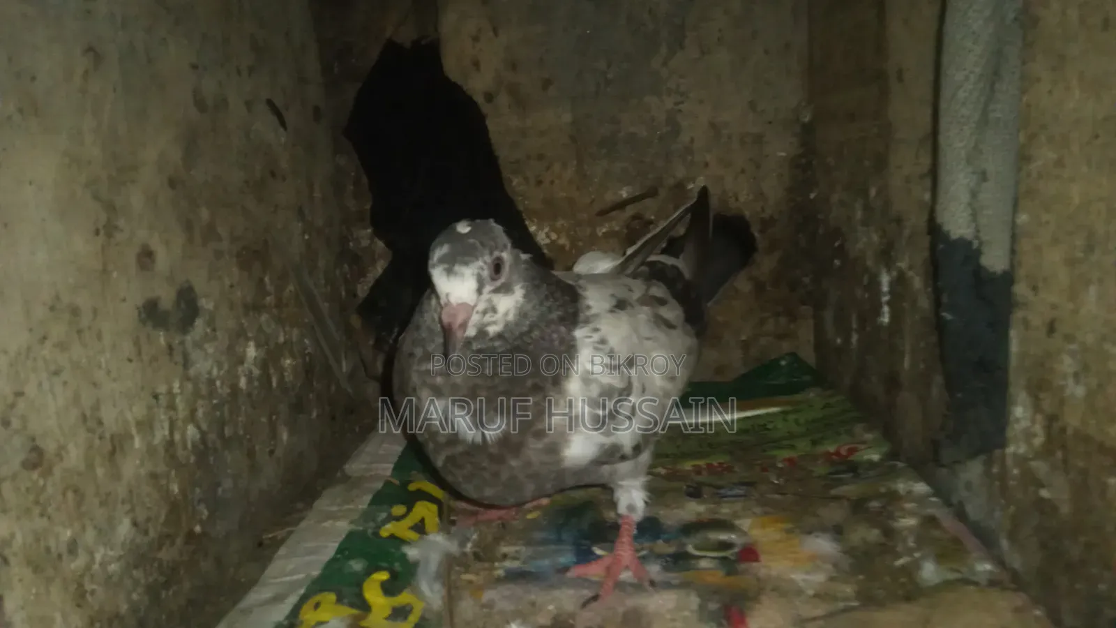 Giribazz Pigeon