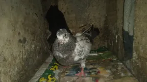 Giribazz Pigeon