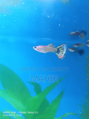 গাপ্পি বিক্রয়