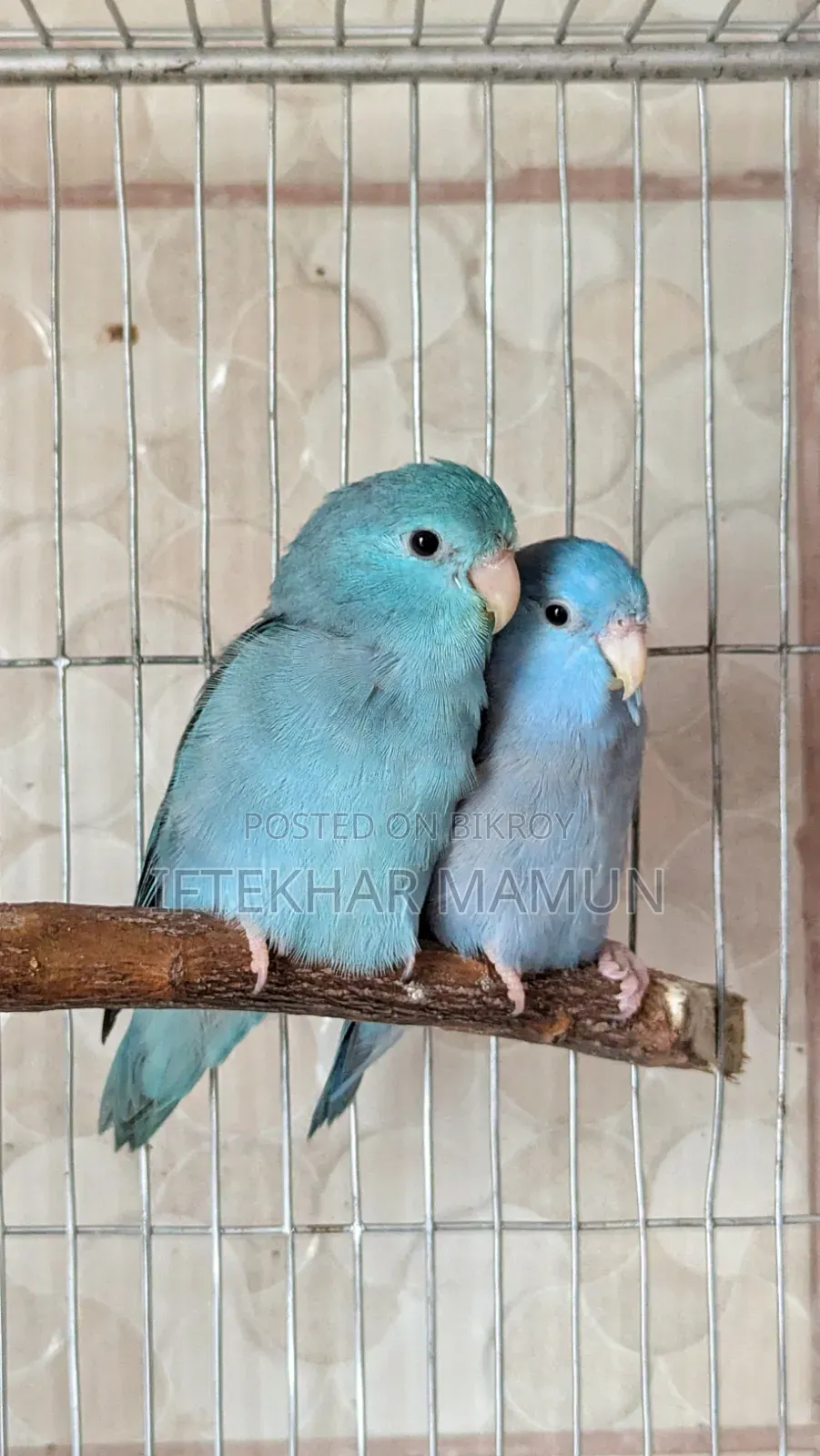 ফোরপাস ব্লু জোড়া