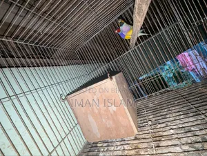 গোল্ডেন ফিঞ্চ