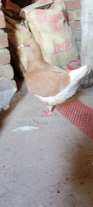 কিং নর সেল হবে