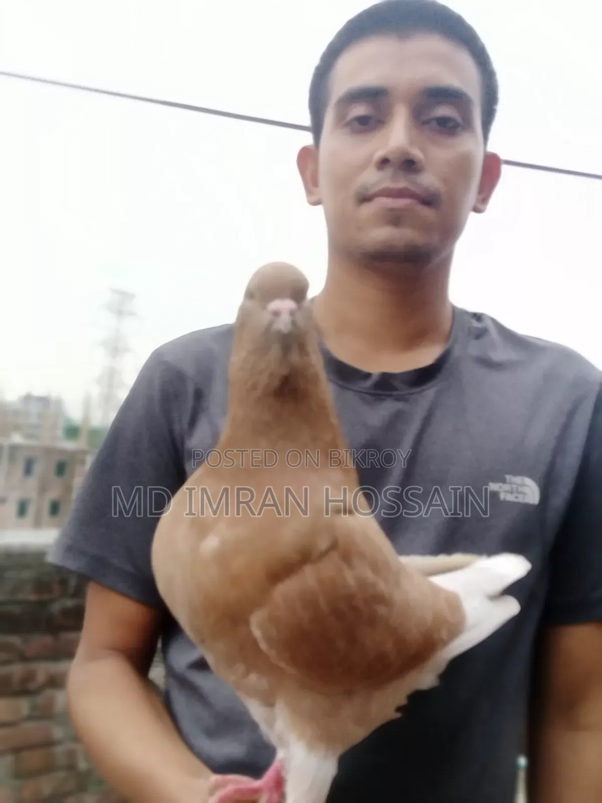 কিং নর সেল হবে