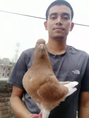 কিং নর সেল হবে