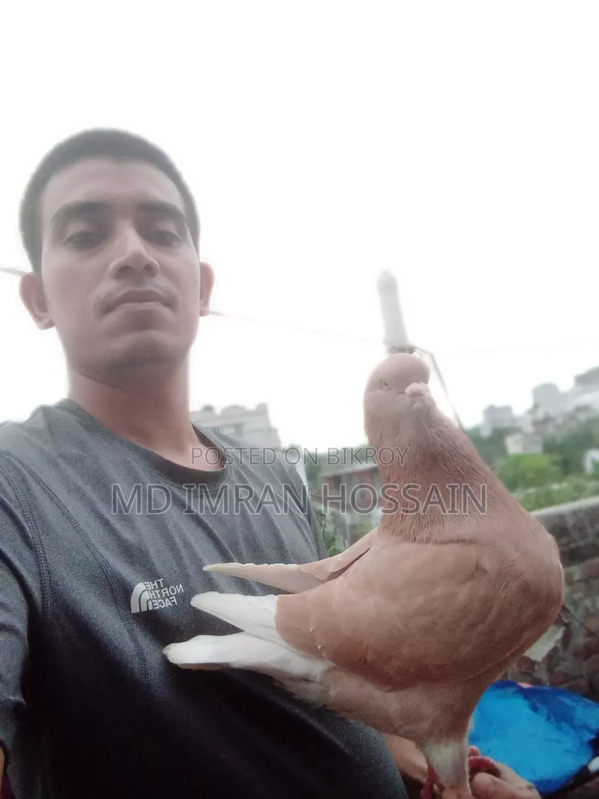কিং নর সেল হবে