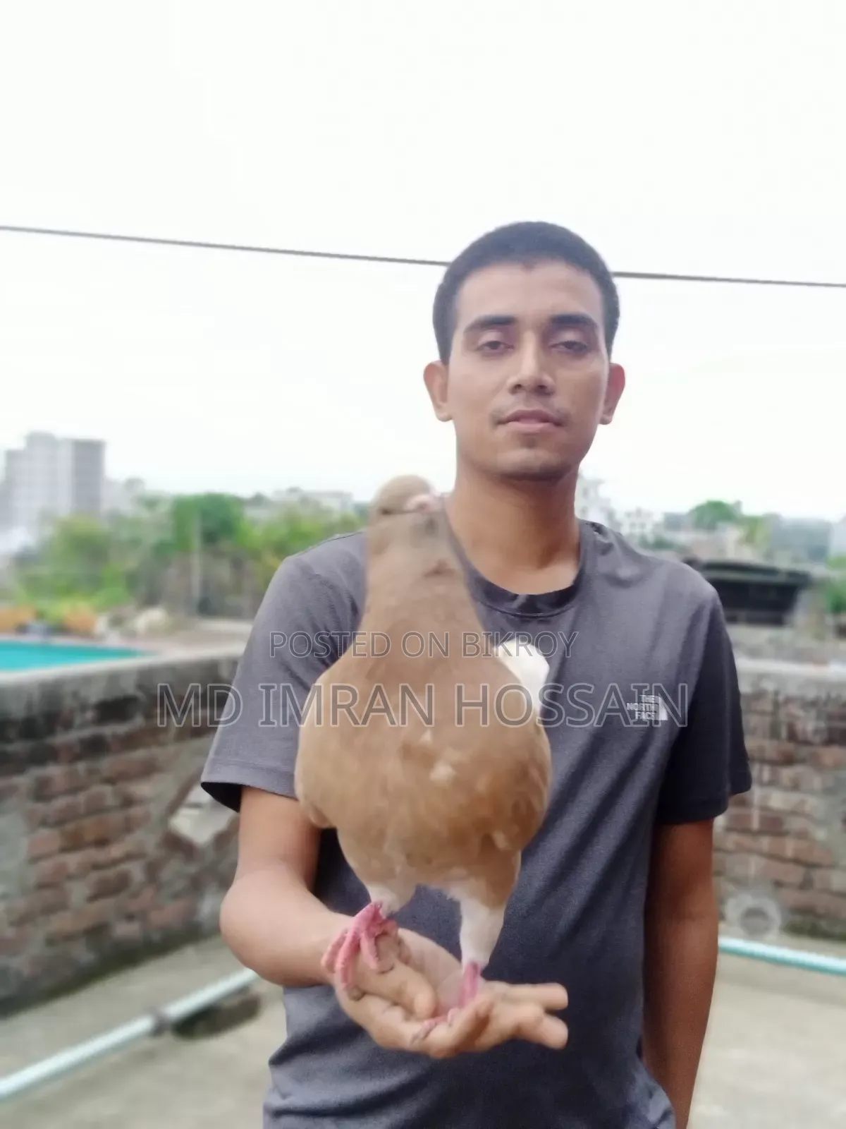 কিং নর সেল হবে