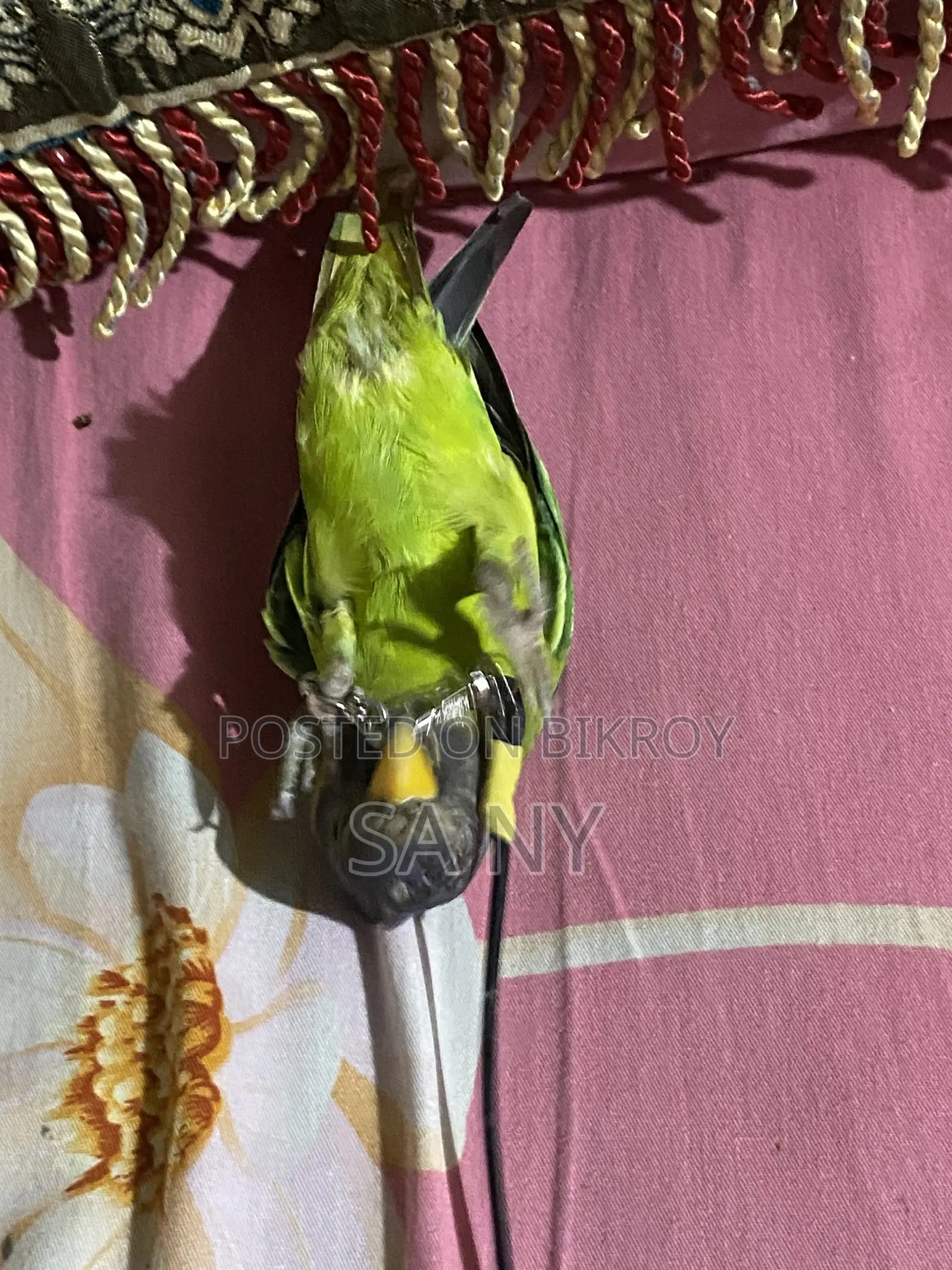 হিরামন টিয়া। বয়স: ২.৫ মাস।