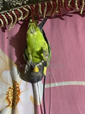 হিরামন টিয়া। বয়স: ২.৫ মাস।