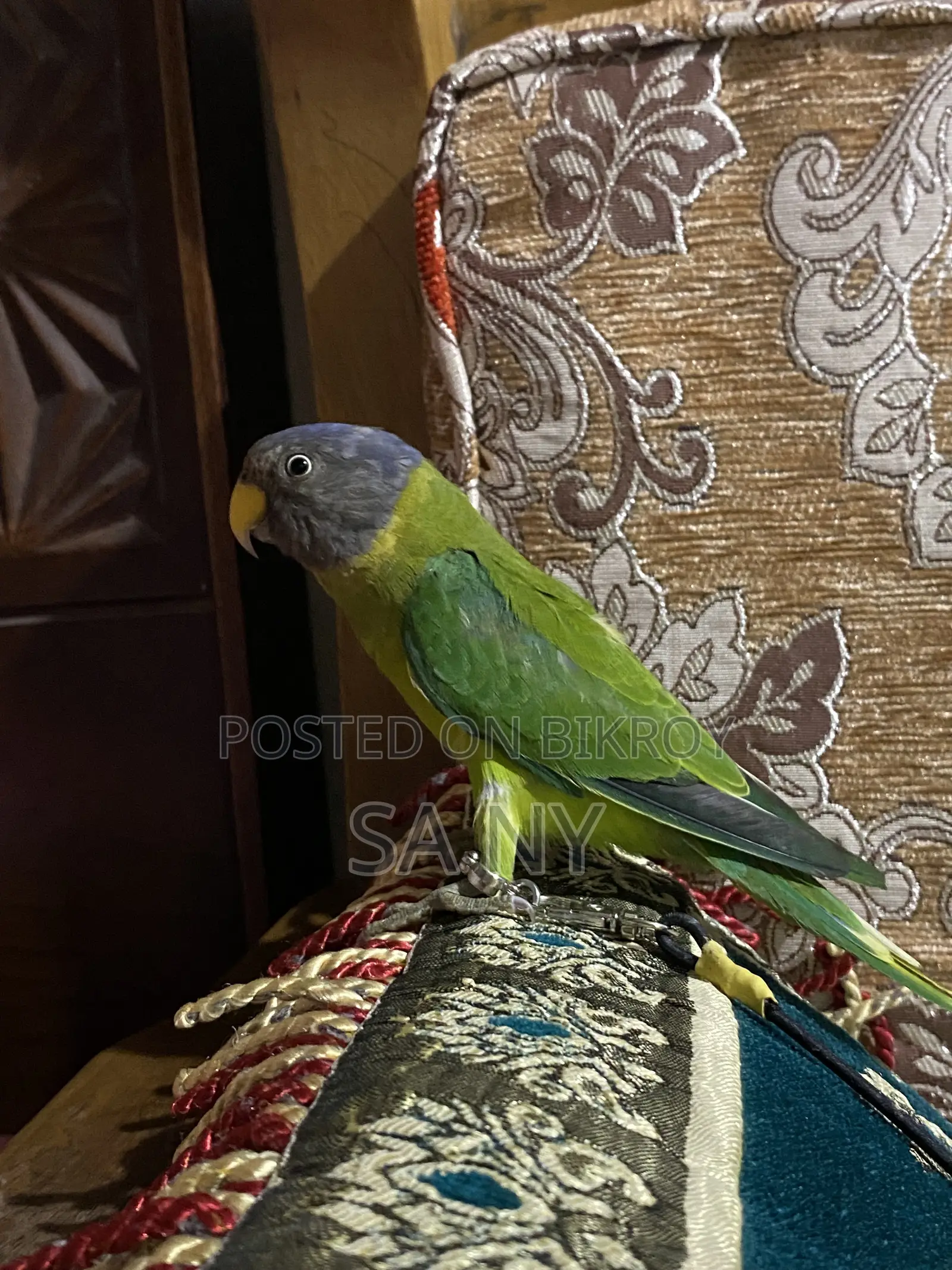 হিরামন টিয়া। বয়স: ২.৫ মাস।