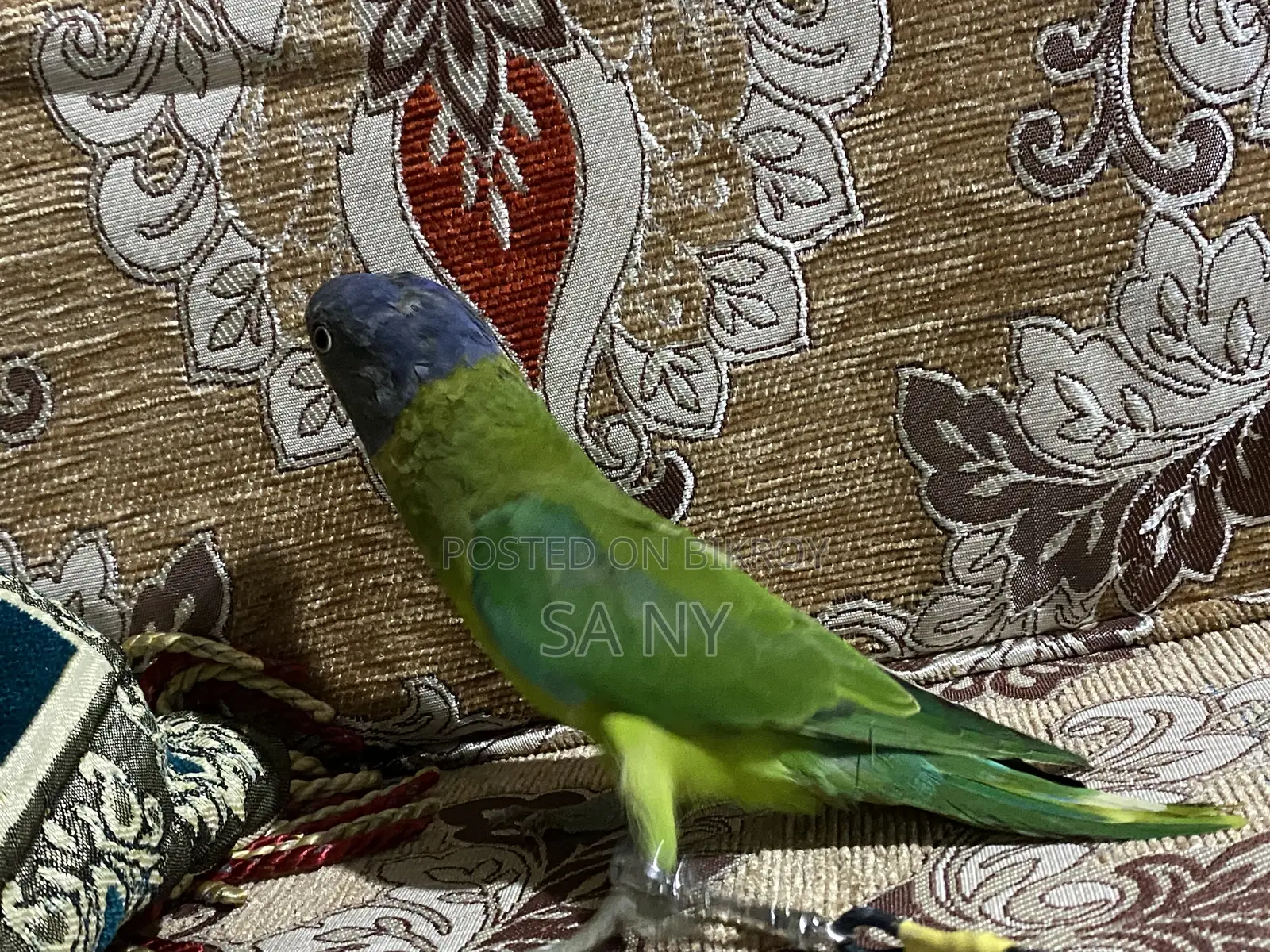 হিরামন টিয়া। বয়স: ২.৫ মাস।