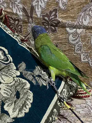 হিরামন টিয়া। বয়স: ২.৫ মাস।