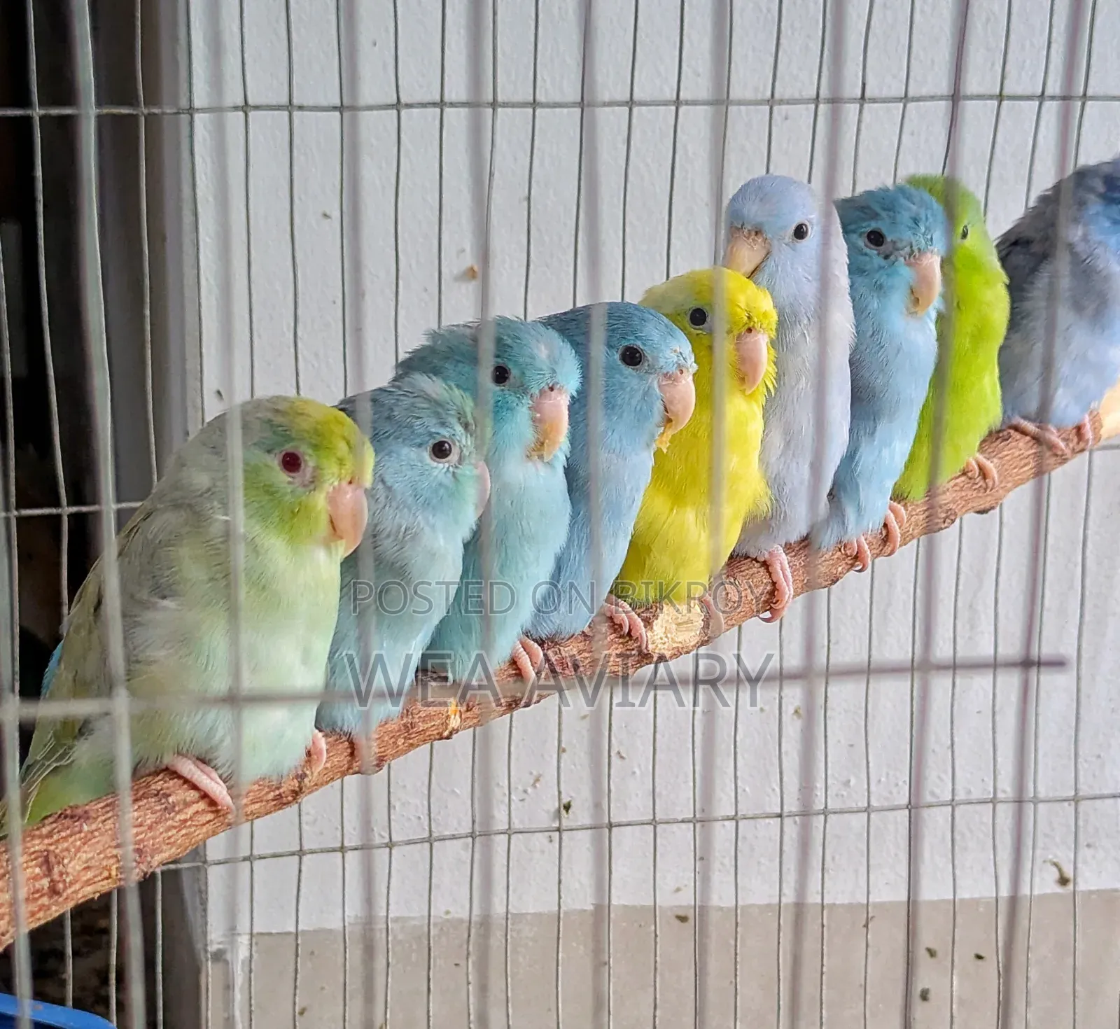 ফোরপাস পাখি