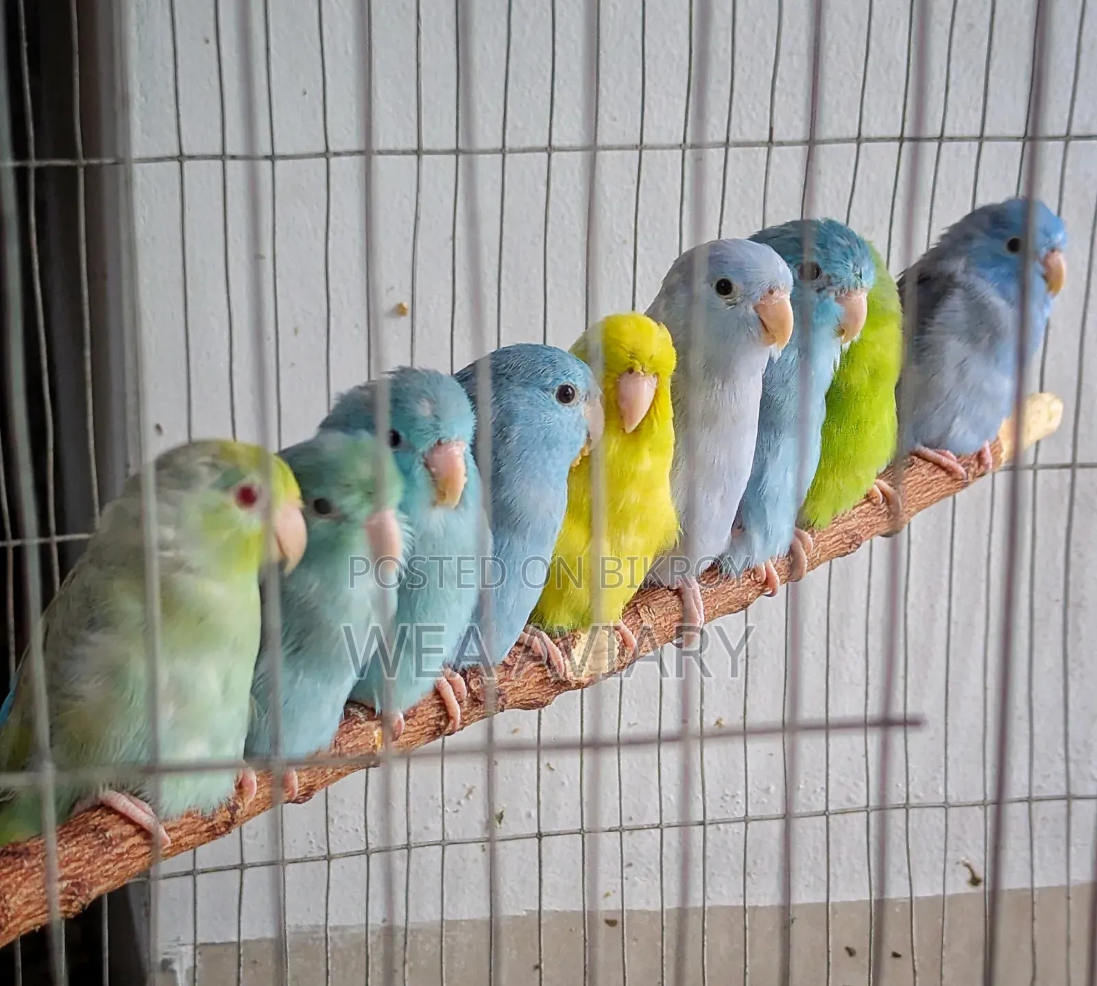ফোরপাস পাখি