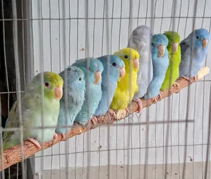 ফোরপাস পাখি