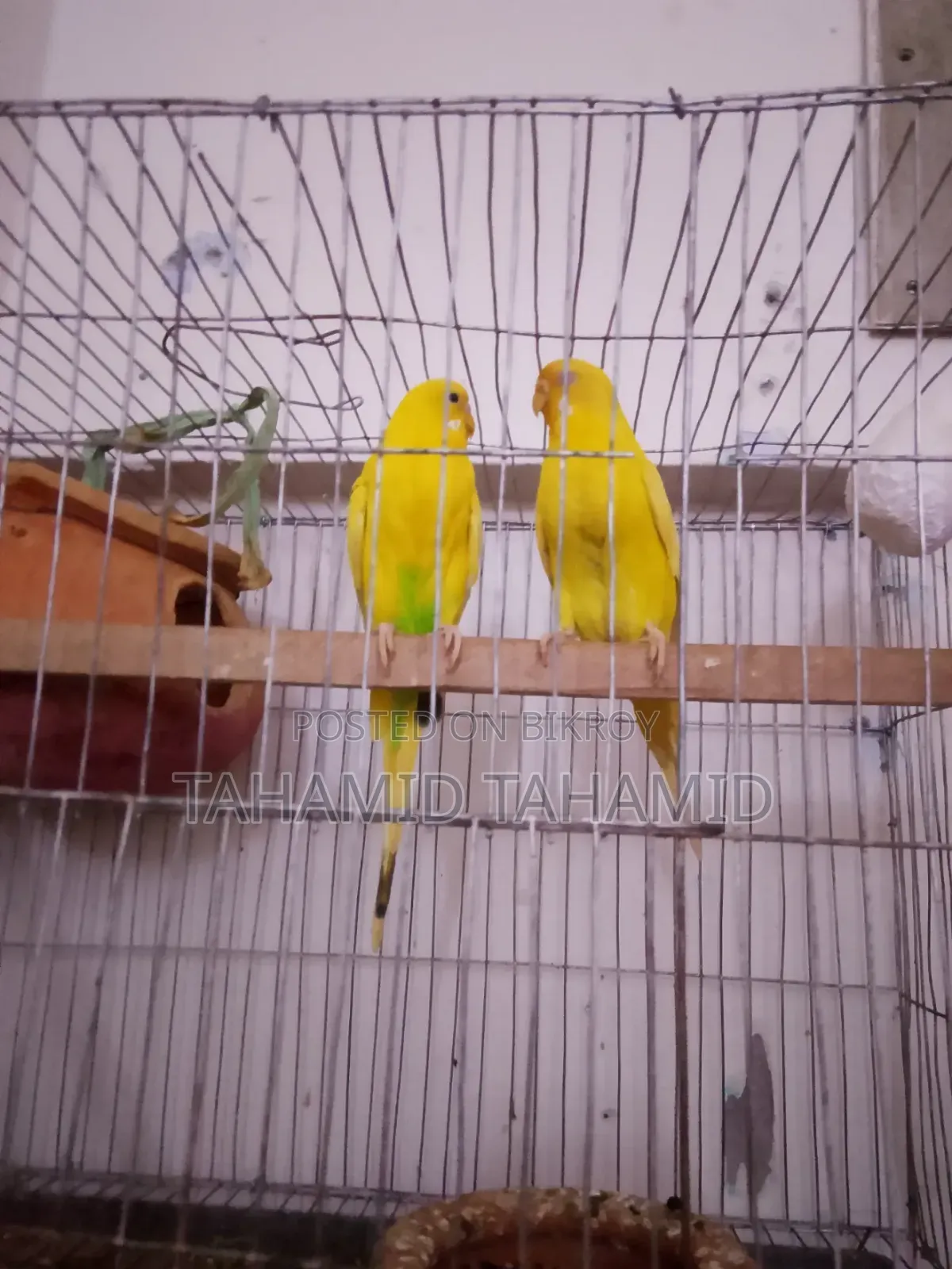 Female Albino and Male Albino Mix Running Pair