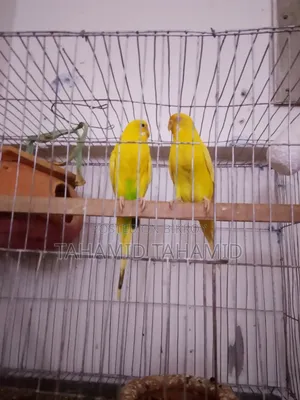 Female Albino and Male Albino Mix Running Pair