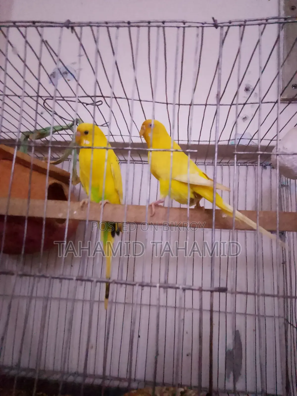Female Albino and Male Albino Mix Running Pair