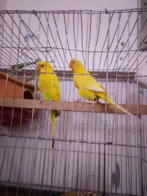 Female Albino and Male Albino Mix Running Pair