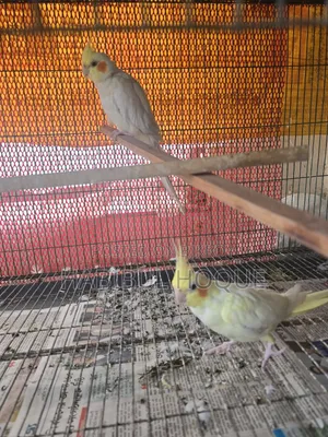 লুটিনো ব্রিডিং পেয়ার