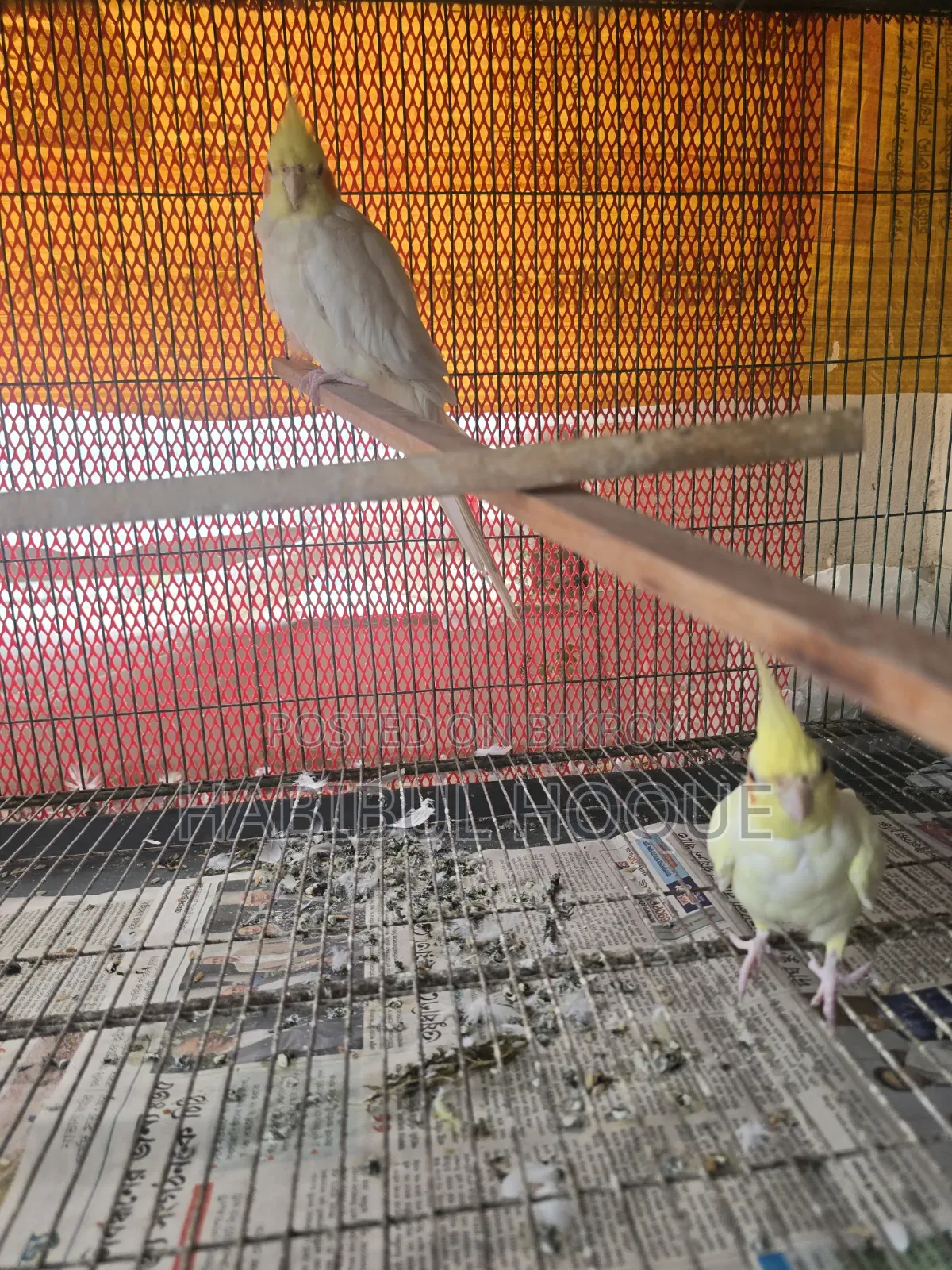 লুটিনো ব্রিডিং পেয়ার
