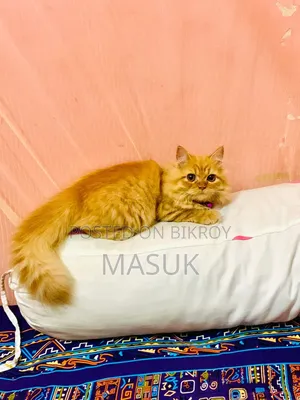 ৬-১২ মাসের ফিমেল পিওরব্রেড পার্সিয়ান