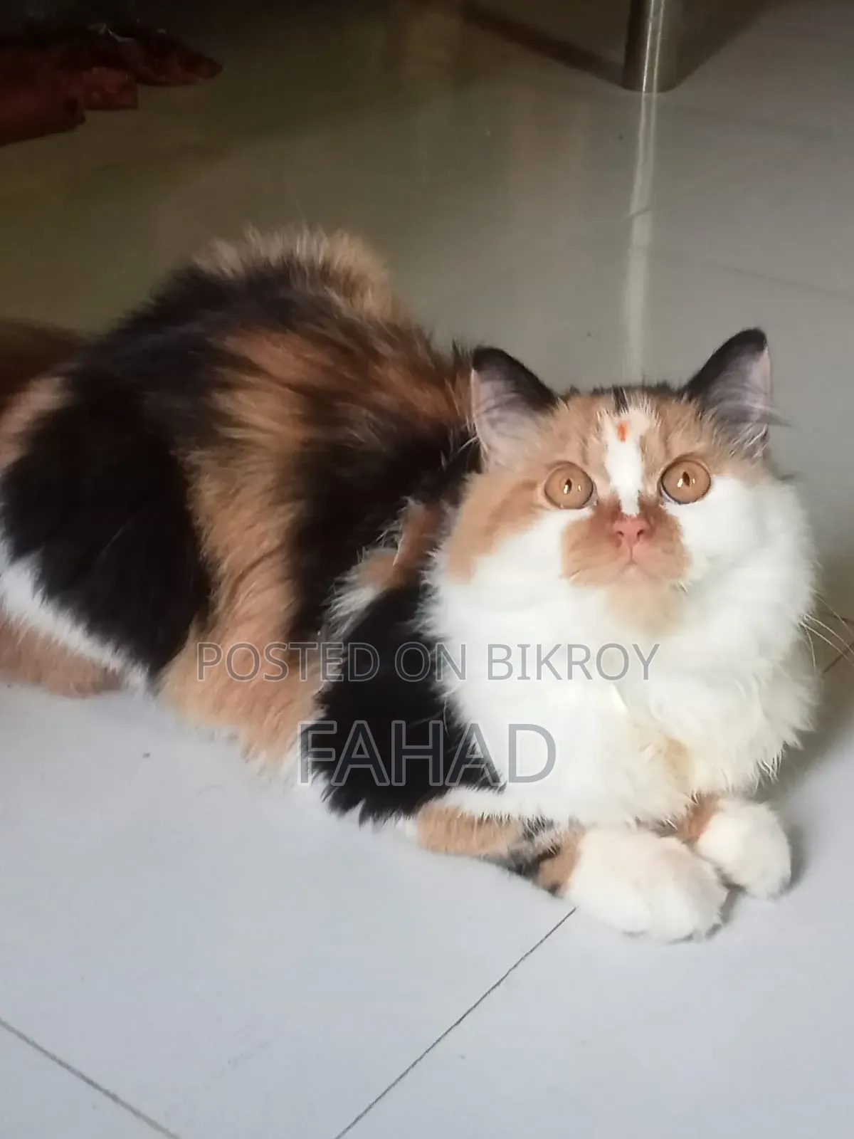১+ বছরের ফিমেল পিওরব্রেড পার্সিয়ান বিড়াল