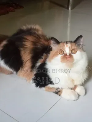 ১+ বছরের ফিমেল পিওরব্রেড পার্সিয়ান বিড়াল