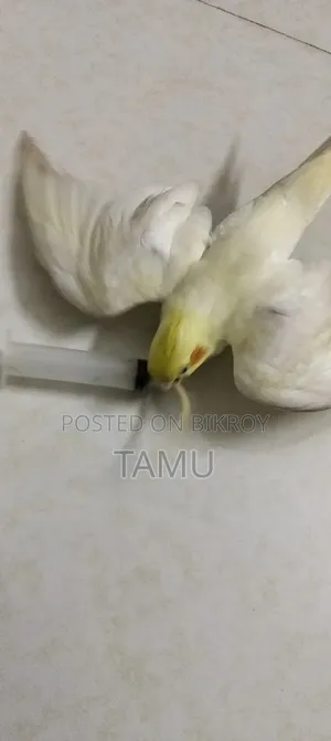 সুপার টেম ফ্রি ফ্লাইং বার্ড