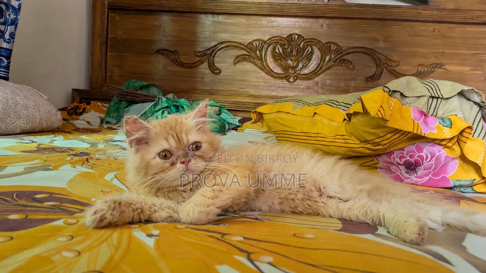 ১-৩ মাসের নর বিশুদ্ধ পার্সিয়ান