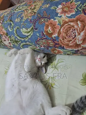 1-3 months Female Mixed Breed Bengal Cat
