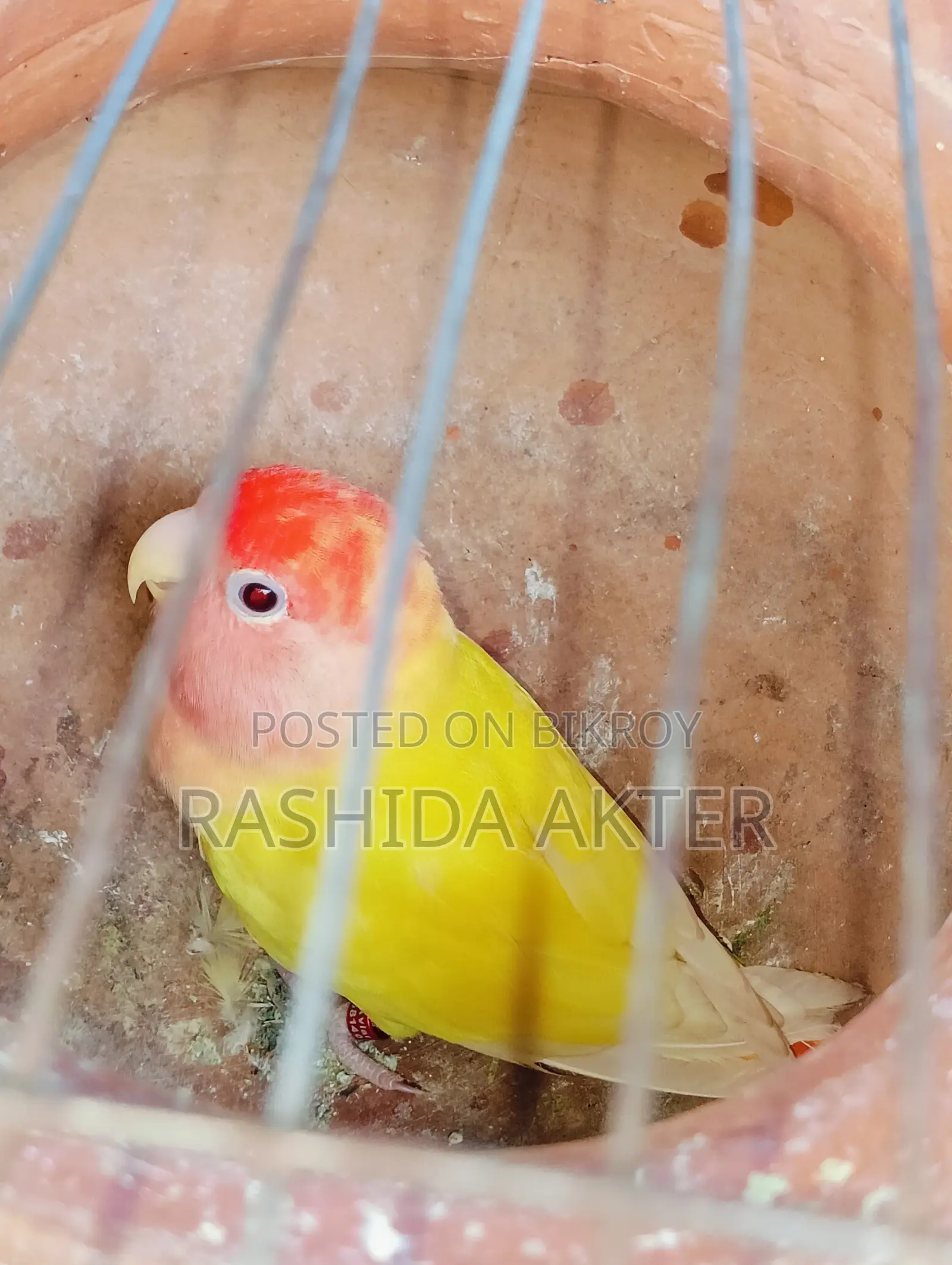 লাভবার্ড রানিং ফিমেল