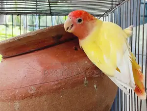 লাভবার্ড রানিং ফিমেল
