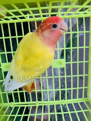 লাভবার্ড রানিং ফিমেল