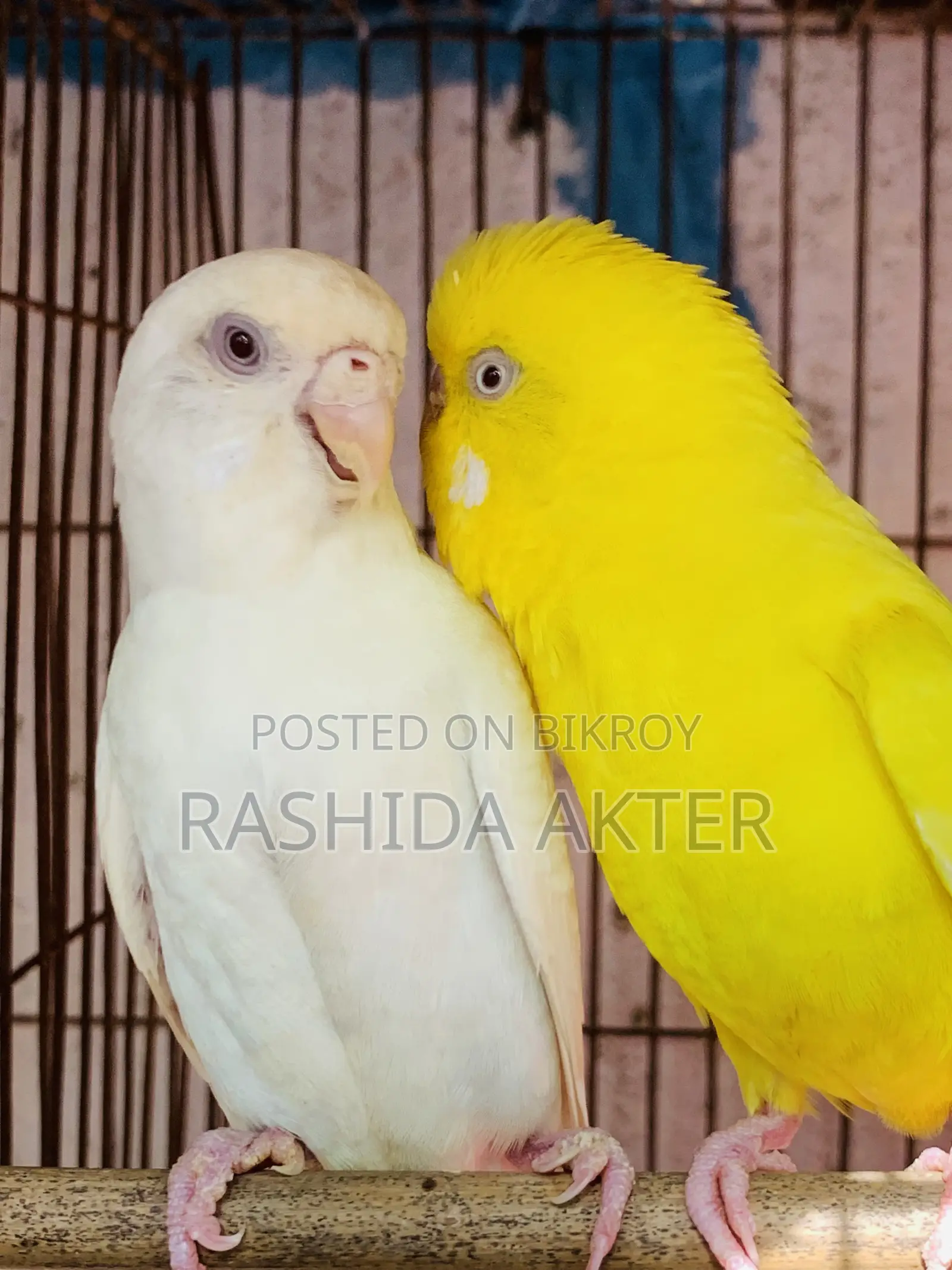 রানিং অ্যালবিনো লুটিনো বাজরিগার