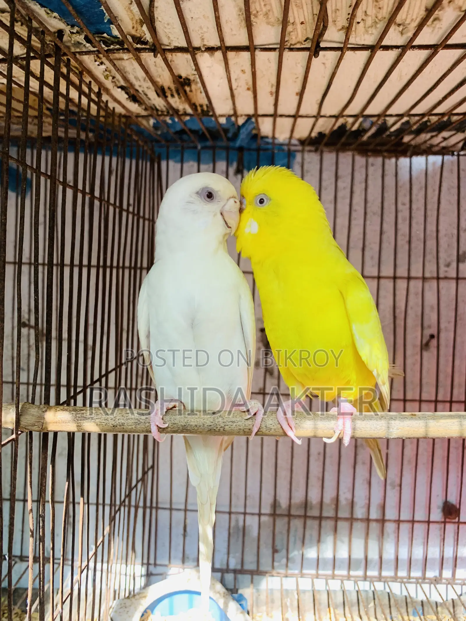 রানিং অ্যালবিনো লুটিনো বাজরিগার