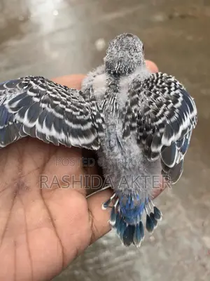 টেম সাইজ বাজিগর বেবি
