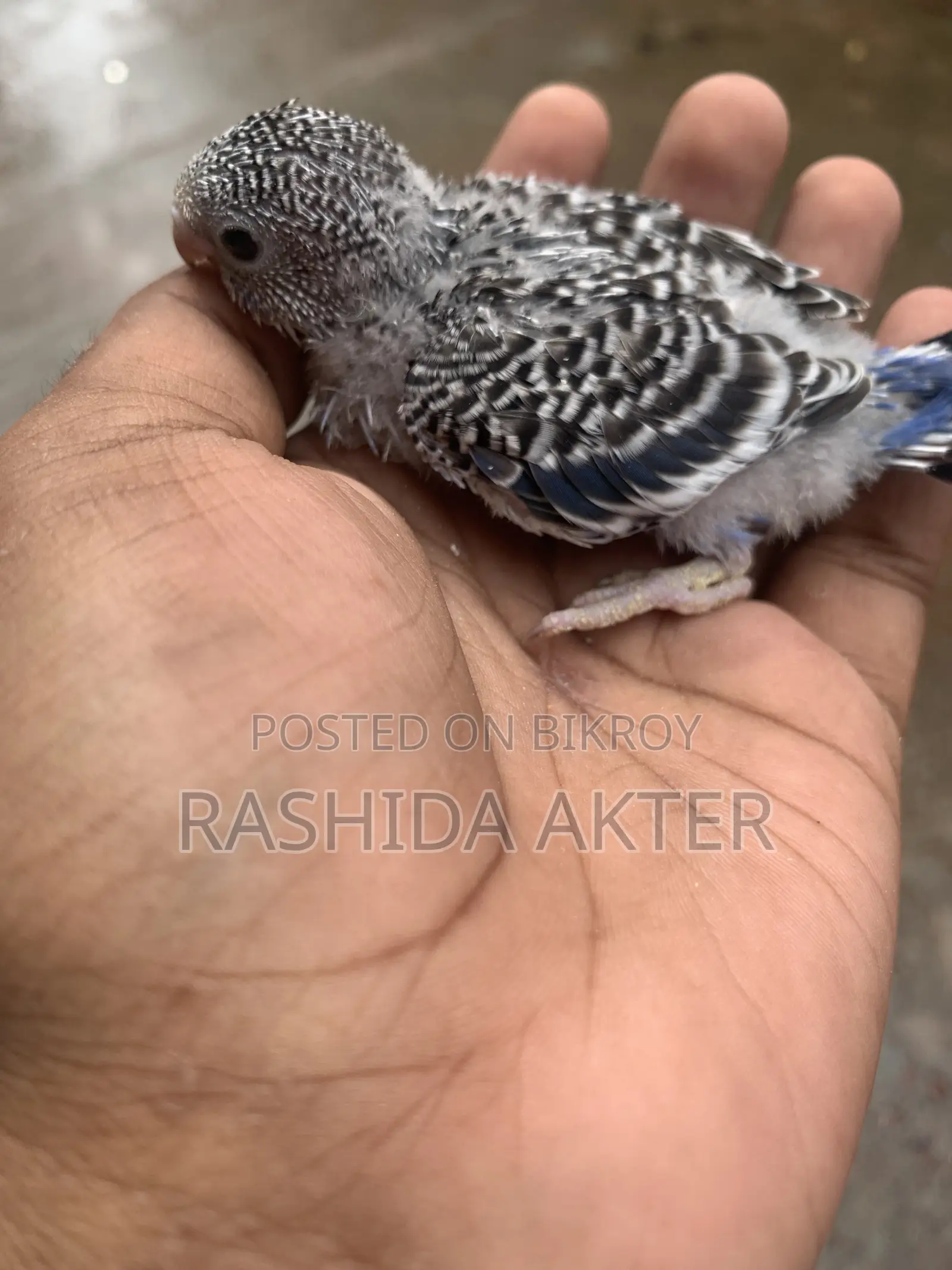 টেম সাইজ বাজিগর বেবি