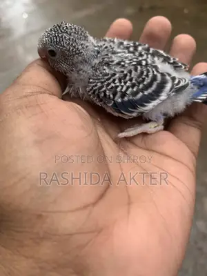 টেম সাইজ বাজিগর বেবি