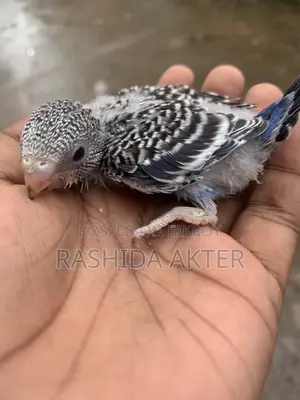 টেম সাইজ বাজিগর বেবি