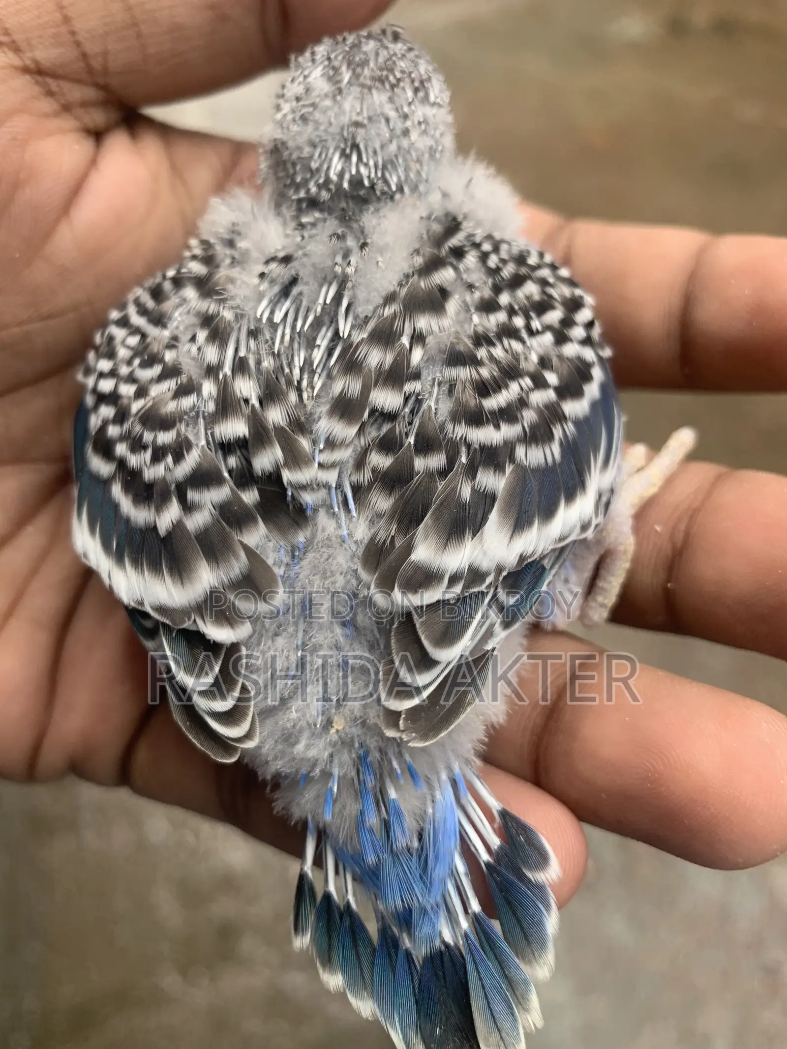 টেম সাইজ বাজিগর বেবি