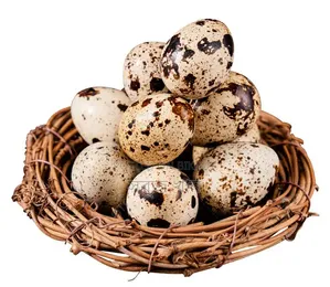 European Giant Coturnix Quail Eggs
