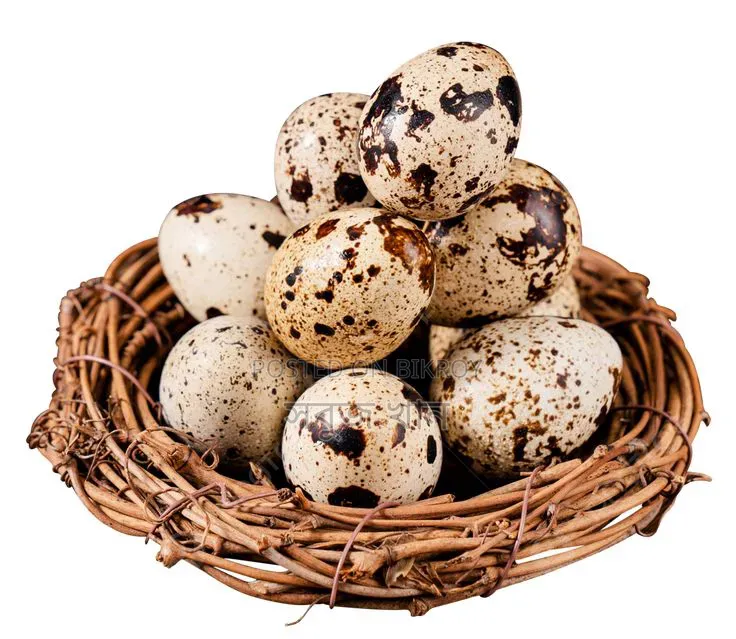 European Giant Coturnix Quail Eggs