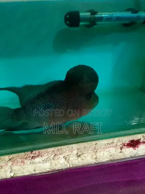 ফ্লাওয়ার হর্ন ফিস