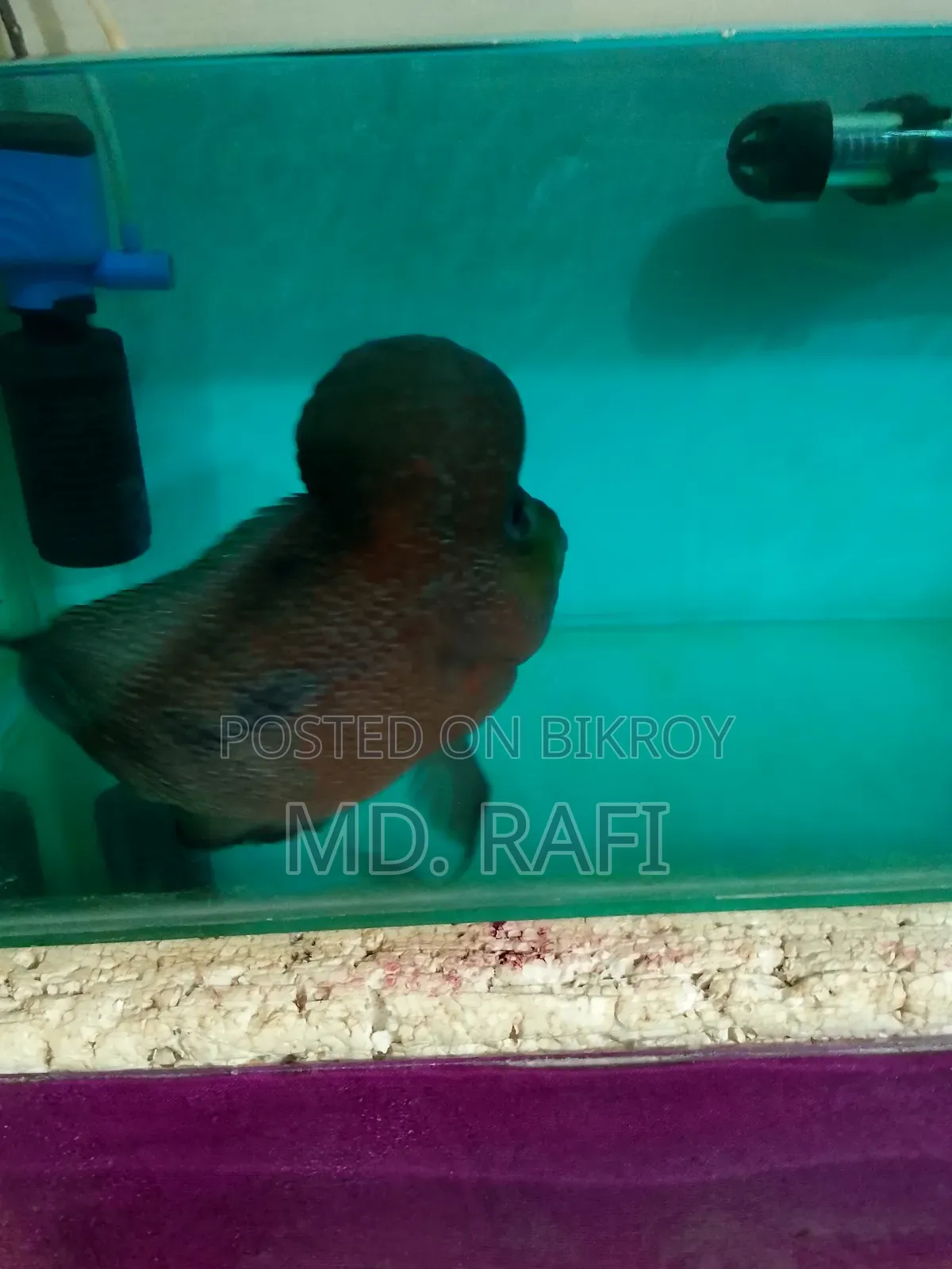 ফ্লাওয়ার হর্ন ফিস