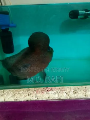 ফ্লাওয়ার হর্ন ফিস