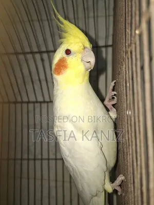 লুটিনো রেড-আই ককাটেল